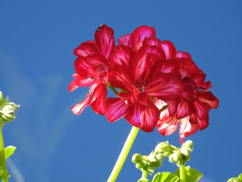 Red geranium flowers with veined petals and a small insect against a clear blue sky and green stems.