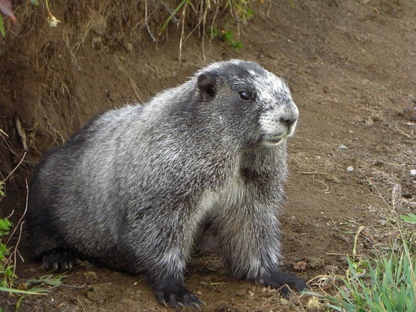 Hoary marmot with grey fur and white snout sits at a burrow entrance among green mountain meadow vegetation.