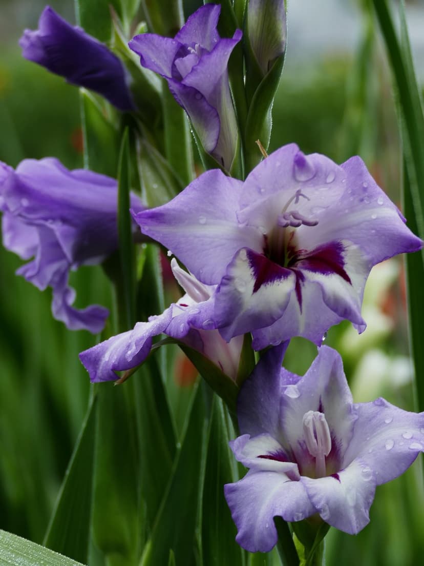 Purple gladiolus petals covered in clear water droplets against a soft green blurred garden background.
