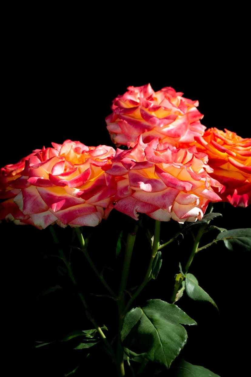 Bi-color roses with pink petal edges and yellow centers appear against a dark background with green leaves.