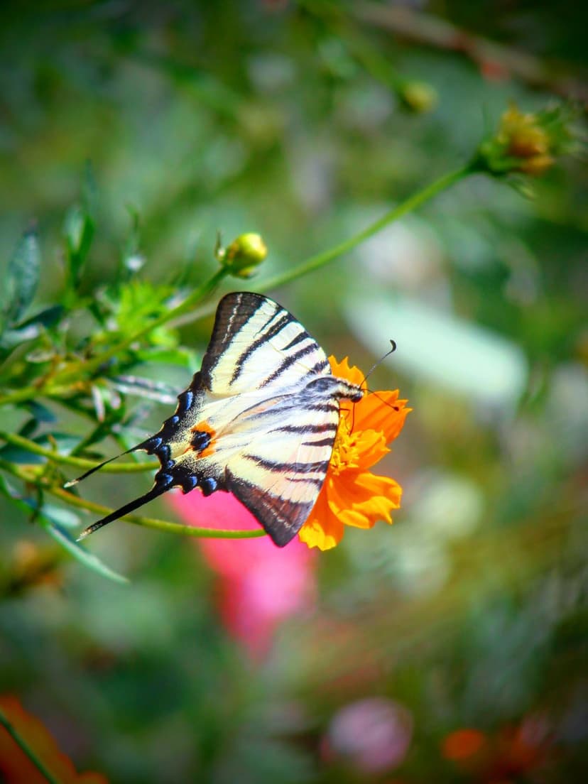 Swallowtail butterfly with black and white wings perched on a bright orange cosmos flower in a green garden.