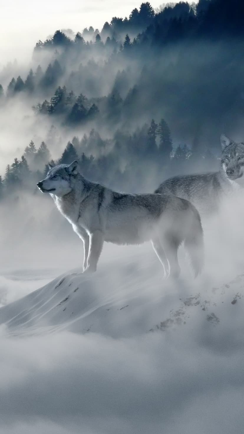 Snow leopard with a spotted coat stands on a rocky ridge before sunlit, snow-covered mountain peaks.