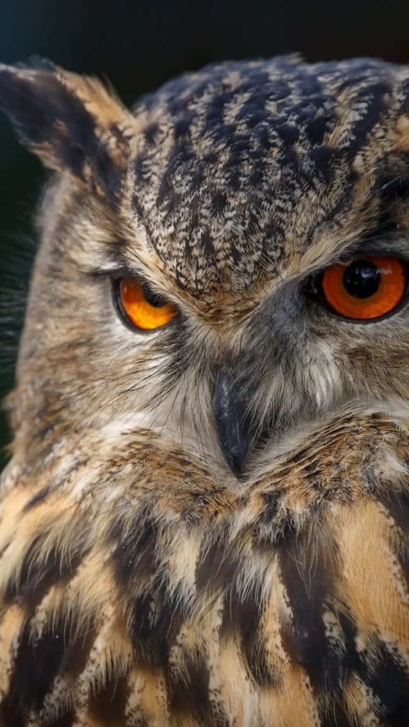 Eagle owl with vivid orange eyes and textured brown feathers stares forward in a tight macro portrait.