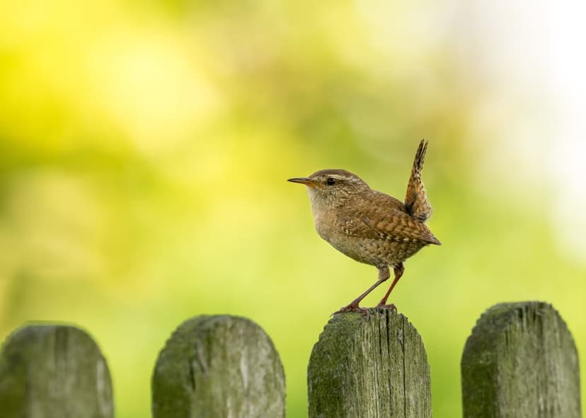 Tiny brown wren with a cocked tail sits on a weathered wooden fence post against a blurred green background.