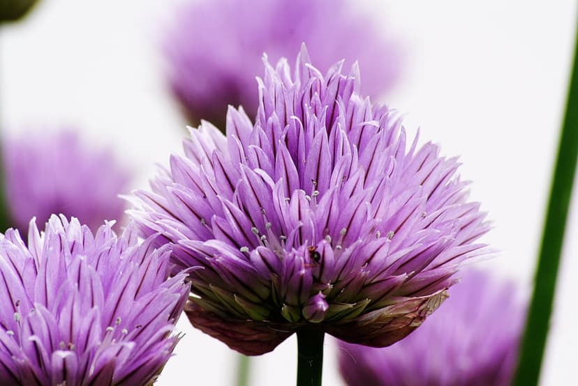 Purple chive flowers with tiny star-shaped petals and stamens blooming against a blurred green garden background.
