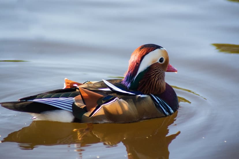 Male Mandarin duck with orange and white feathers swimming on dark water with a faint reflection on the surface.