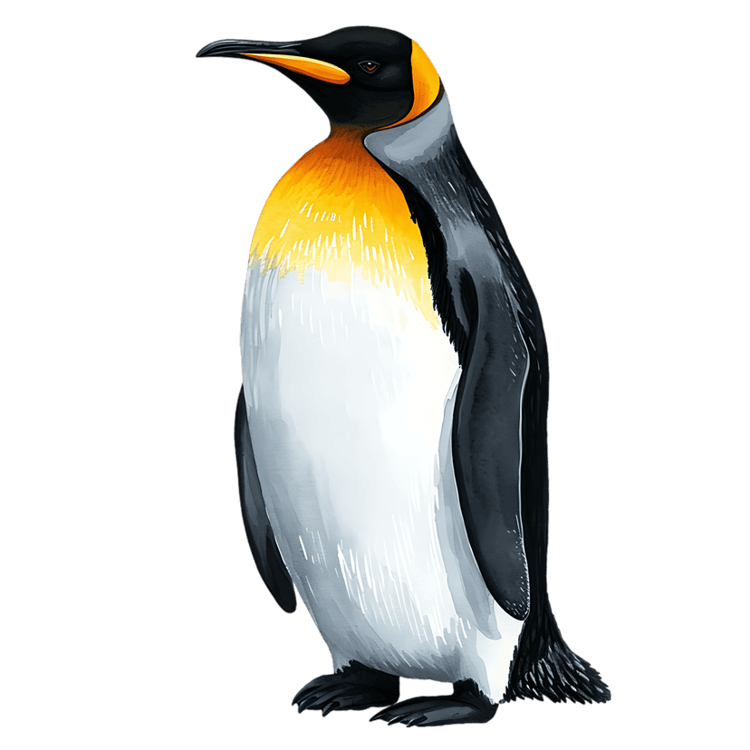 King Penguin watercolor painting shows detailed orange neck plumage and black feathers in a side profile view.