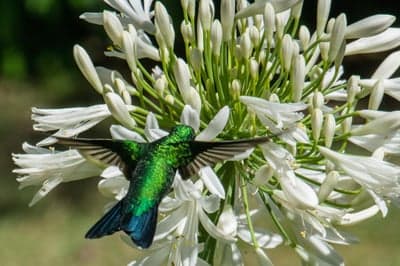 Emerald Hummingbird Hovering by White Flowers Phone Wallpaper