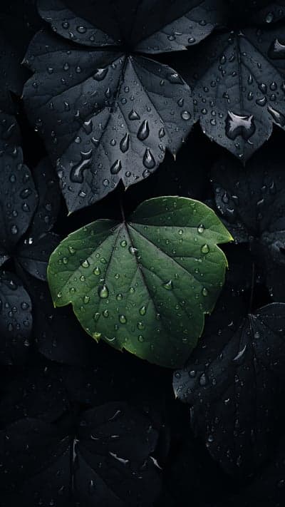 Vibrant Green Leaf Amidst Dark, Dewy Foliage