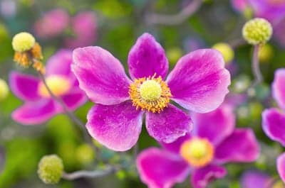 Vibrant pink Japanese anemone flowers in soft focus