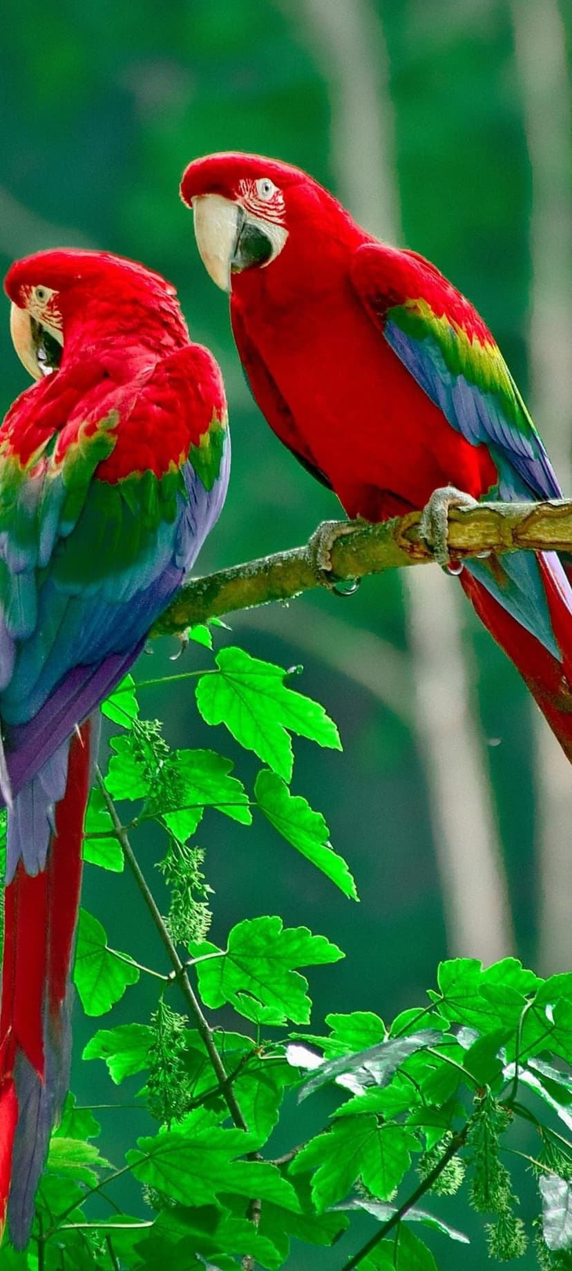 Scarlet macaws with red, yellow, and blue feathers perch on a moss-covered branch in a lush tropical forest.