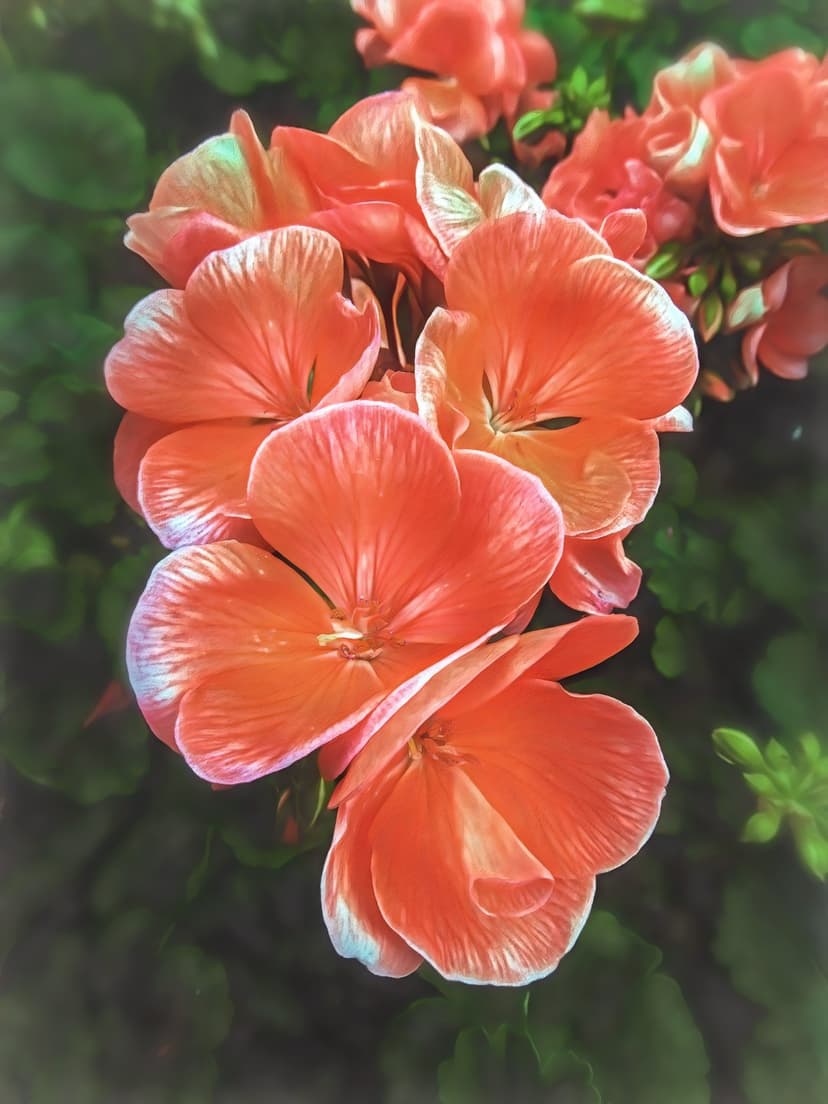 Coral geranium flowers with white edges bloom against a soft-focus background of deep green garden leaves.