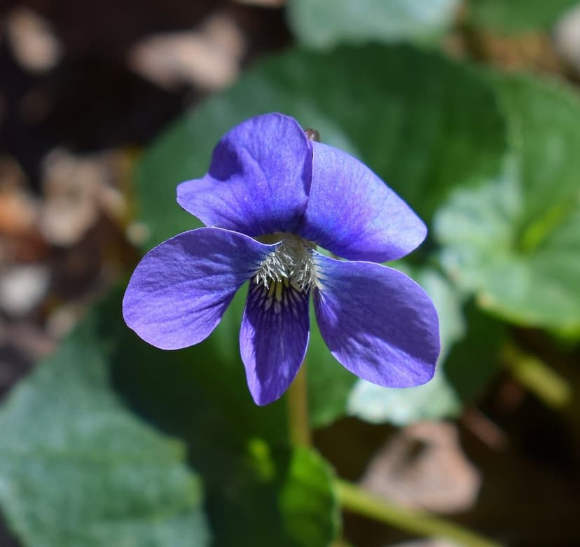 Purple violet flower with velvety petals and a fuzzy yellow center against blurred green leaves in sunlight.