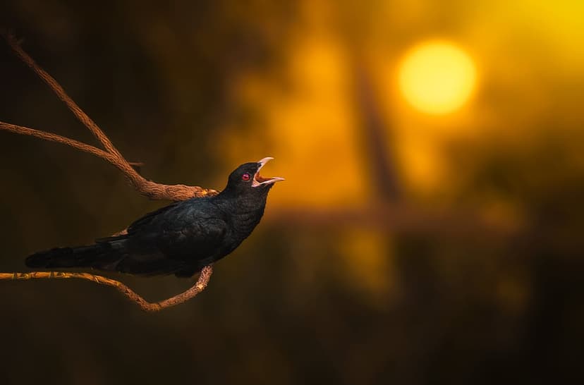 Black bird with red eyes sings on a thin branch silhouetted against a massive glowing golden sun at dusk.