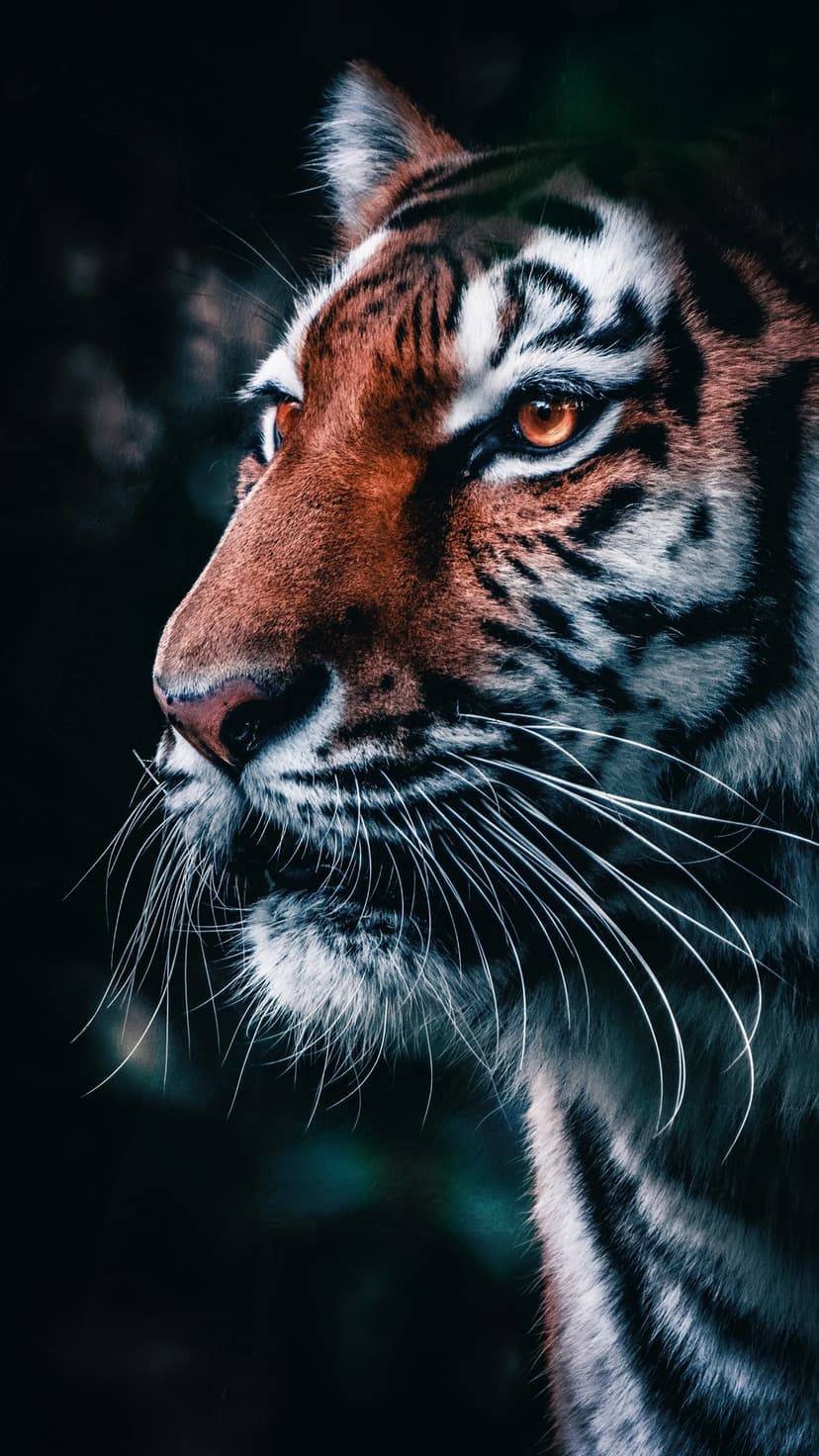 Tiger face with detailed orange fur, black stripes, and piercing amber eyes centered on a dark background.
