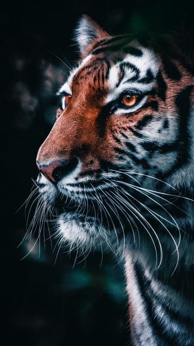 Close-up Portrait of a Fierce Tiger's Face