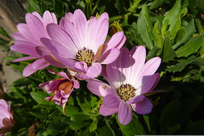 Pink African daisies with dark purple centers bloom in bright sunlight against a soft green foliage background.