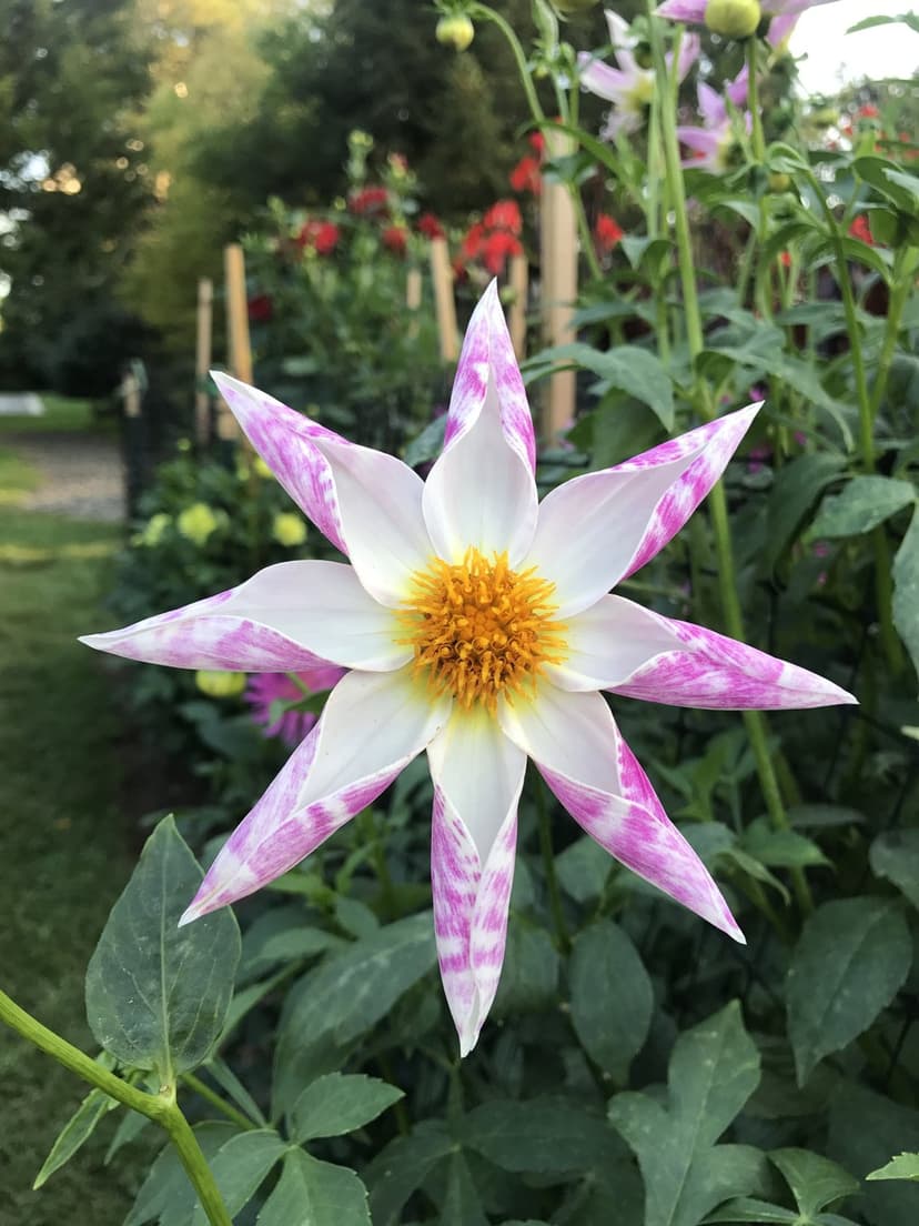 Star-shaped dahlia flower with white petals and pink streaks, featuring a yellow center and green leaf background.