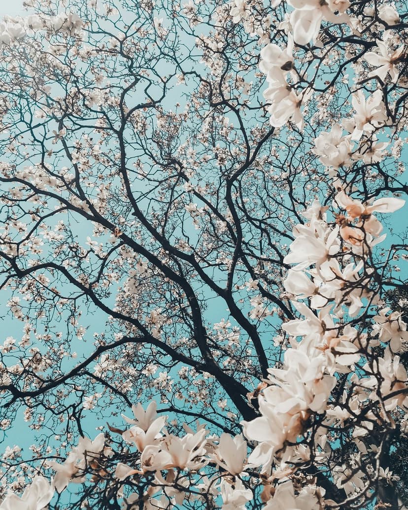 White magnolia blossoms cluster on dark branches against a bright blue sky in a low-angle spring perspective.
