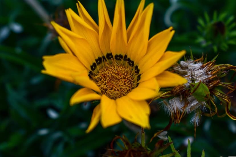 Yellow Gazania flower with a dark ringed center and striped petals against a blurred green leaf background.