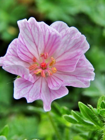 Macro Pink Geranium Flower Background for Mobile Screens
