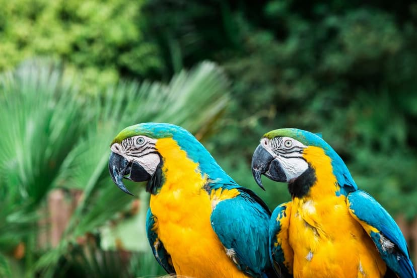 Blue and gold macaws with yellow chests and turquoise wings perch side by side against blurred green foliage.