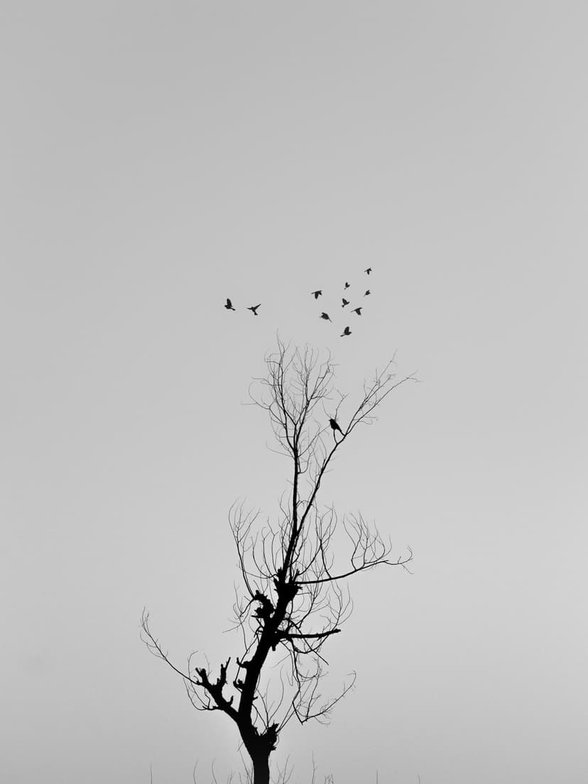 Bare tree branches silhouetted against a pale sky with a flock of birds in flight and one bird perched.