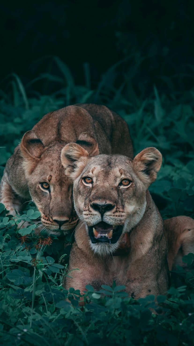 Two lionesses with golden eyes stare from deep green jungle foliage in a dark vertical forest composition.