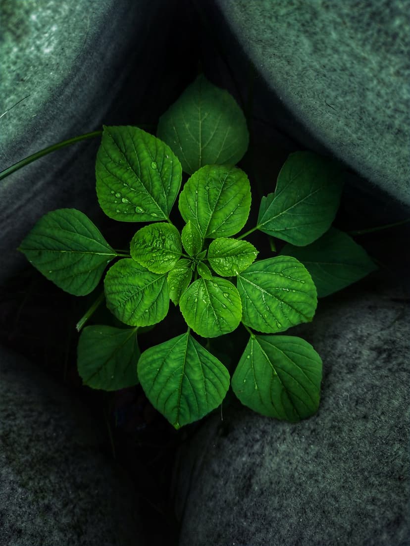 Dew-covered green leaves sprout from dark textured rocks in a symmetrical top-down macro nature composition.