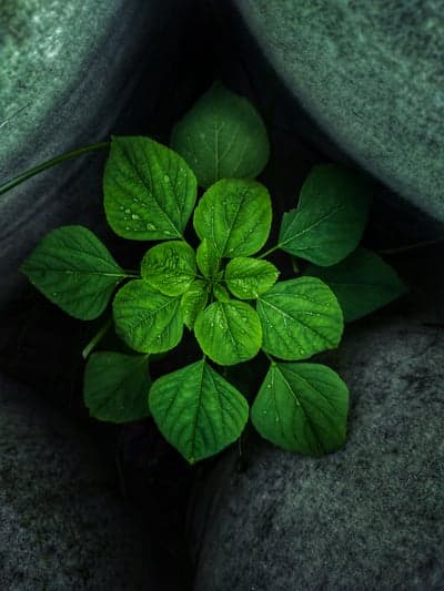 Green Plant with Water Droplets Surrounded by Rocks