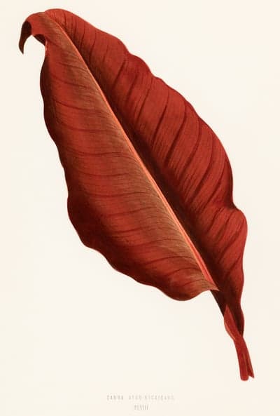 Vintage Botanical Illustration of a Red Canna Lily Leaf