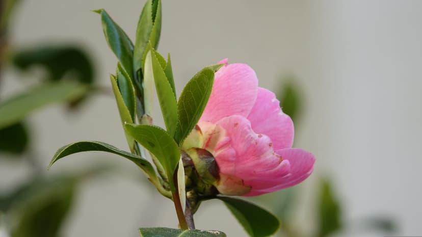 Pink camellia flower bud with ruffled petals emerging from lush green leaves under soft natural light.