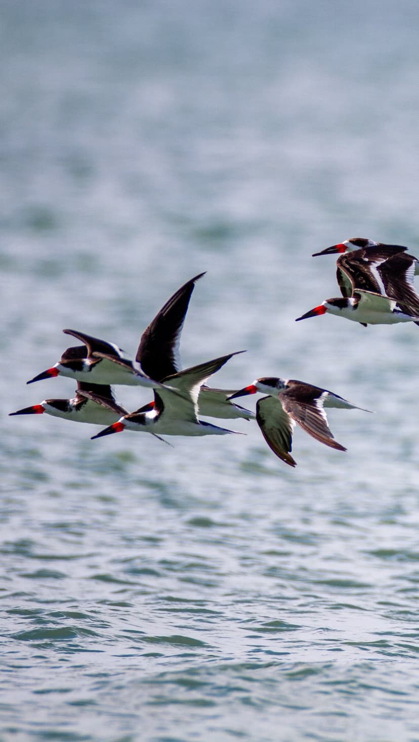 Black Skimmers with red bills fly in a flock over rippling blue water, showcasing white and black wings.