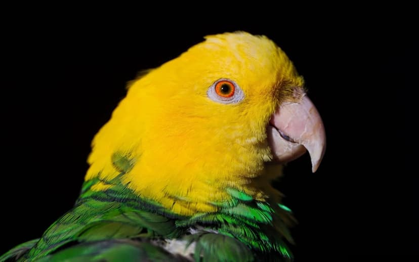 Yellow-headed Amazon parrot with bright green feathers and an orange eye stares from a dark, shadowed background.