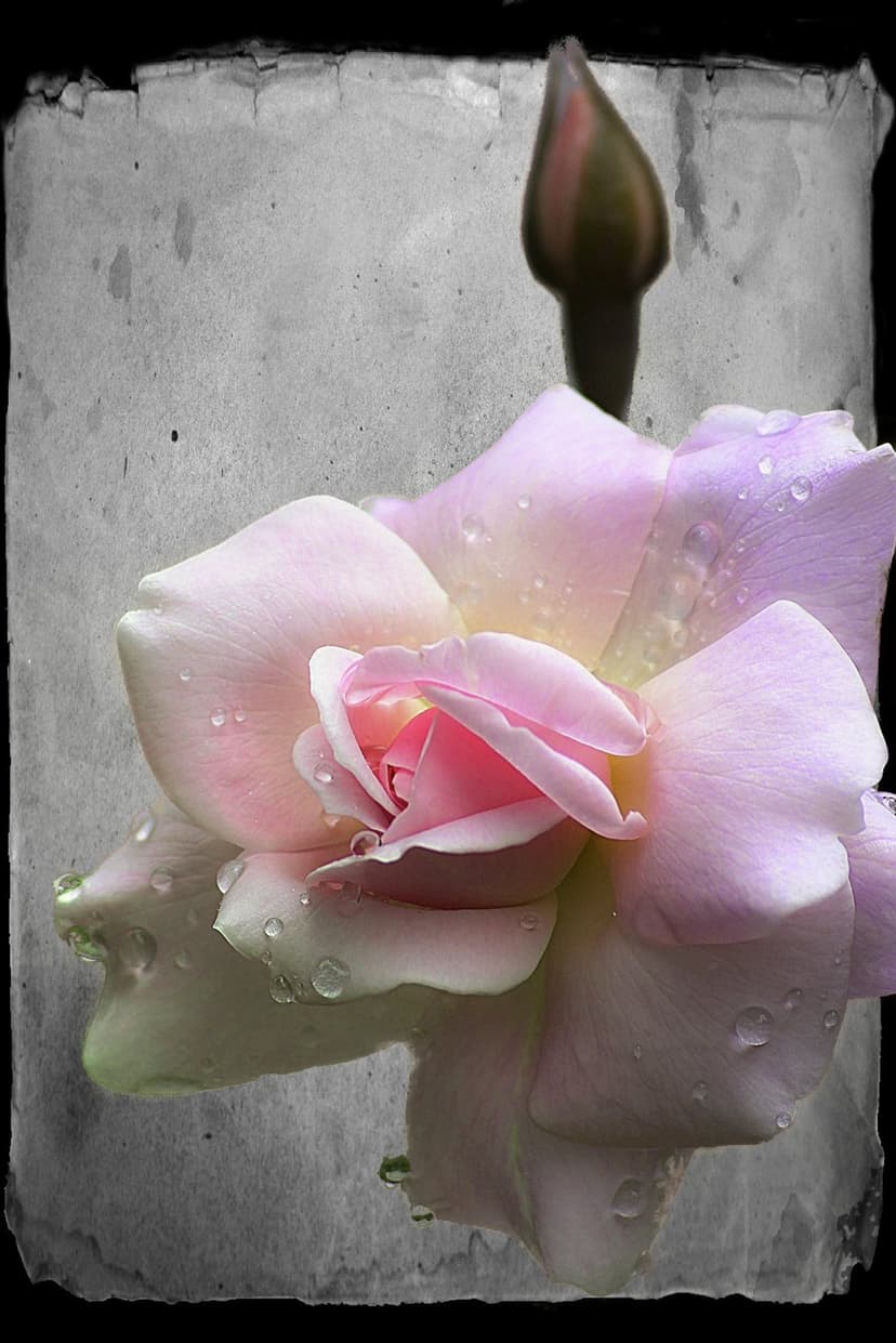 Pink rose petals covered in water droplets sit against a dark textured backdrop with a single closed flower bud.