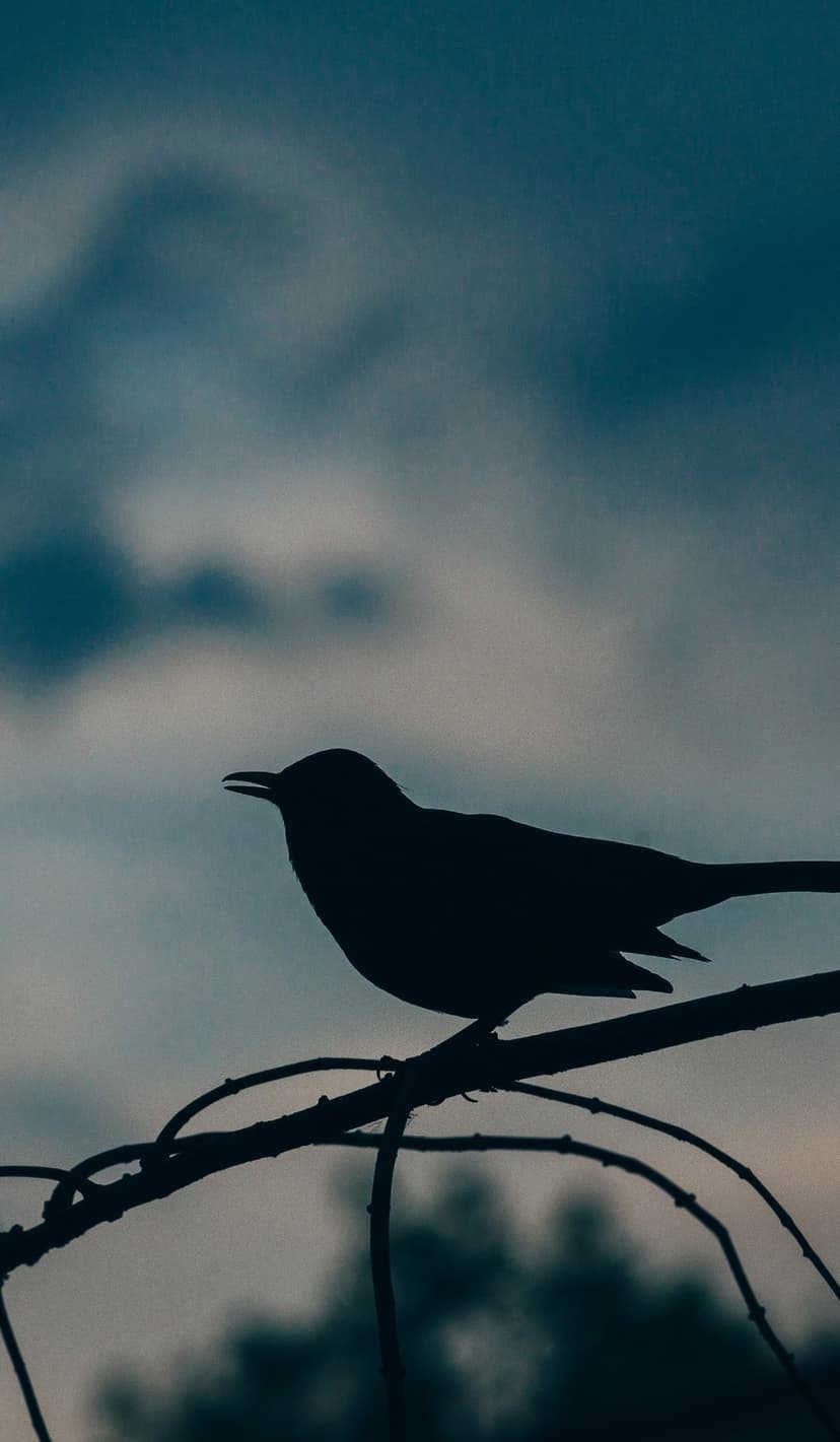 Bird silhouette with an open beak perched on a bare branch against a cloudy, overcast twilight sky background.