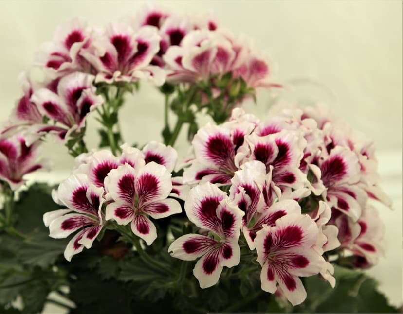 Pink and white geranium flowers with deep purple centers bloom against a soft-focus green background.