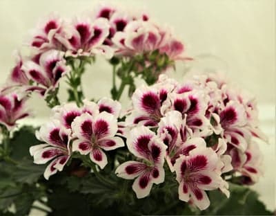 Beautiful Pink and White Geranium Flowers