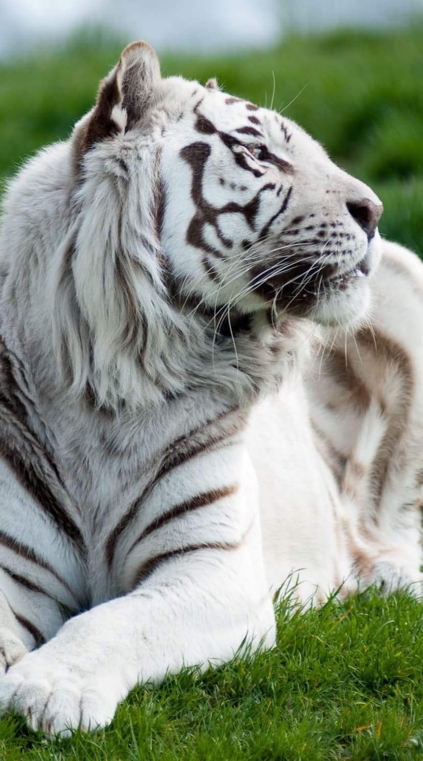 White tiger with dark stripes lounging on green grass blades, showing its intense eyes and detailed fur texture.