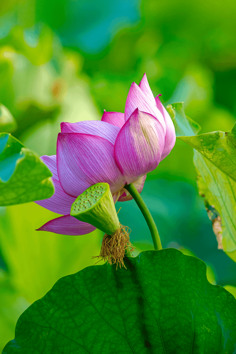 Pink lotus petals encircling a green seed pod among lily pads in a softly lit, tranquil pond setting.