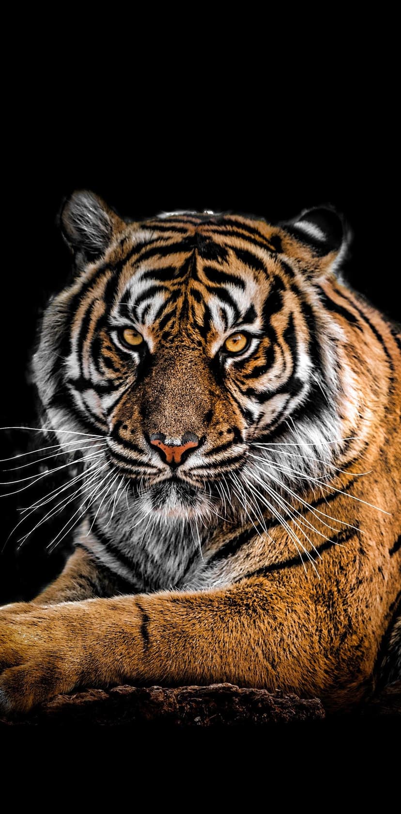 Tiger face with golden eyes, orange and black stripes, and white whiskers rests its paws on a dark surface.