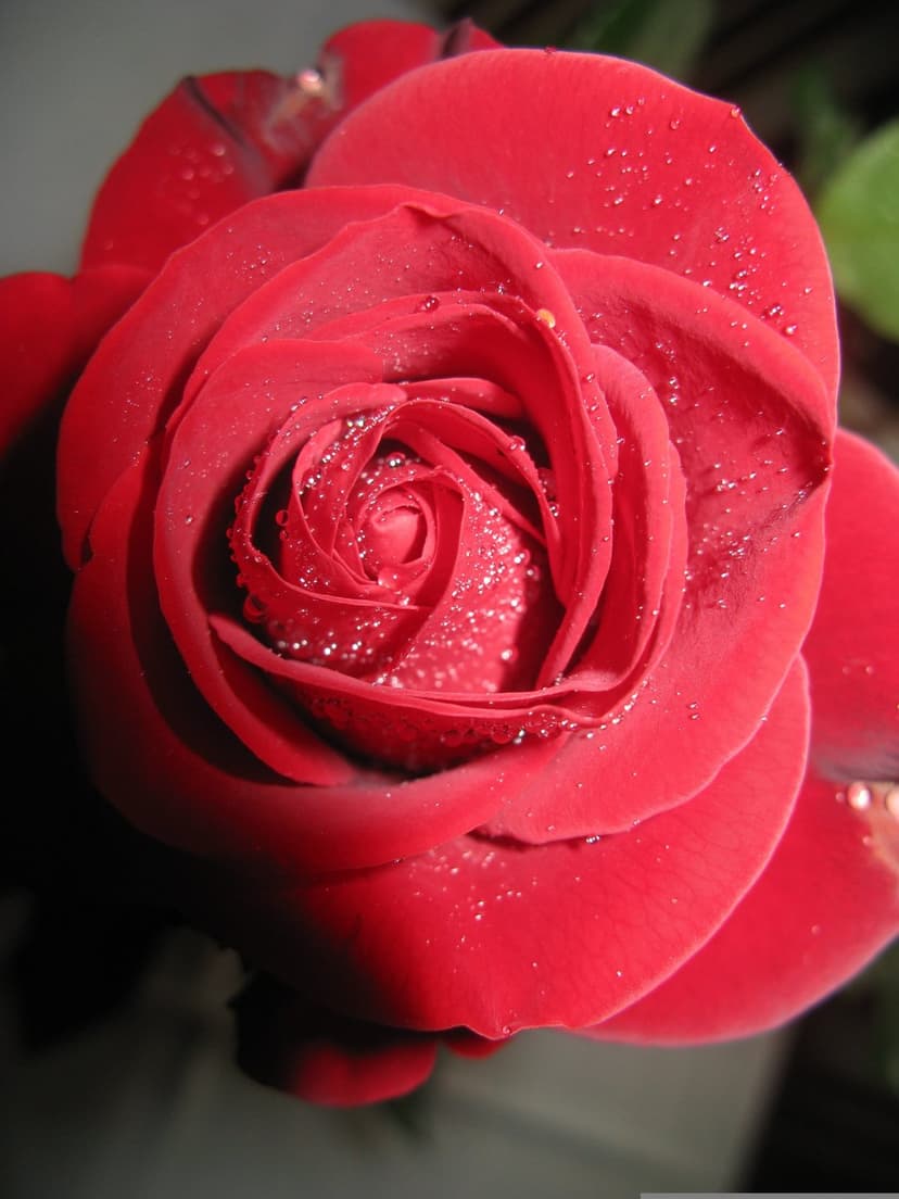 Deep red rose petals covered in transparent water droplets with a tight macro focus on the central floral spiral.