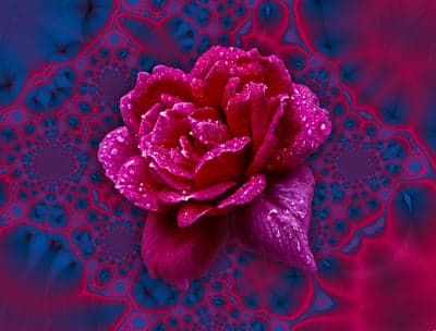 Glowing Pink Rose with Dew Drops on Abstract Phone Background