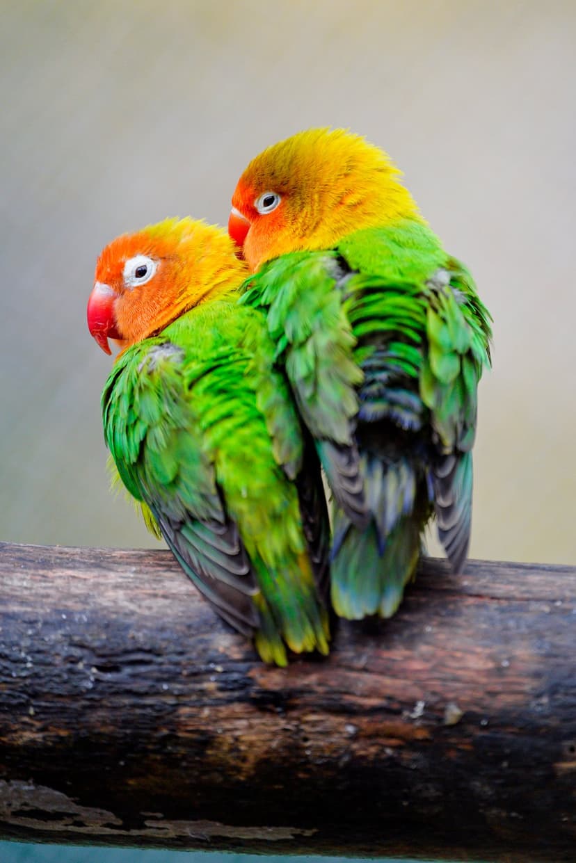 Fischer's lovebirds with orange and green feathers perch together on a rustic wooden branch in soft light.