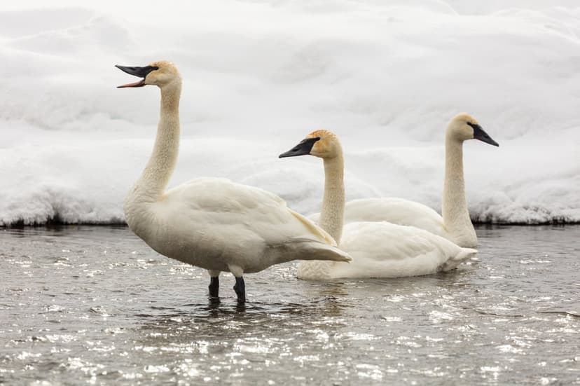 Trumpeter swan vocalizing with its beak open while two others swim nearby in a partially frozen snowy lake.