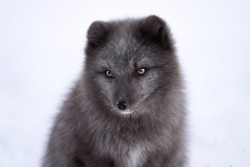 Dark grey arctic fox with amber eyes and snow on its muzzle faces forward in a soft winter landscape portrait.