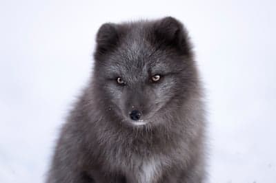 Charcoal Arctic Fox with Golden Eyes Winter Phone Wallpaper