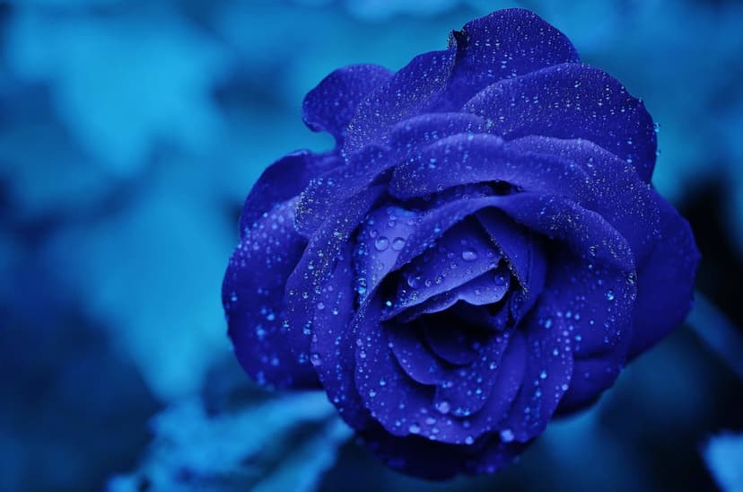Blue rose petals with shimmering dewdrops are captured in a vertical close-up with soft background bokeh.