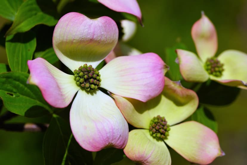 Pink and white dogwood flower petals with dark centers are surrounded by lush green leaves in a macro view.