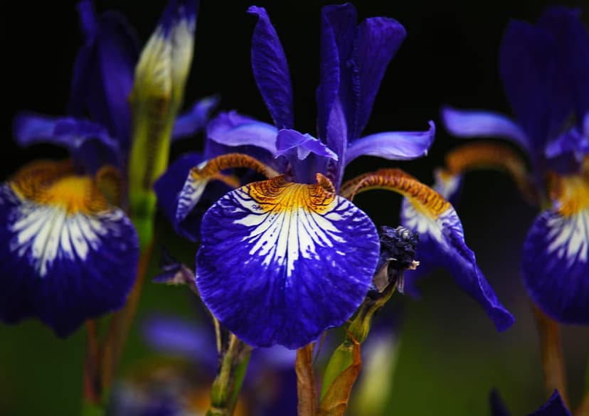 Purple iris flower with ruffled petals and intricate veins captured in a close-up macro view on a dark backdrop.